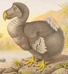 ein Dodo